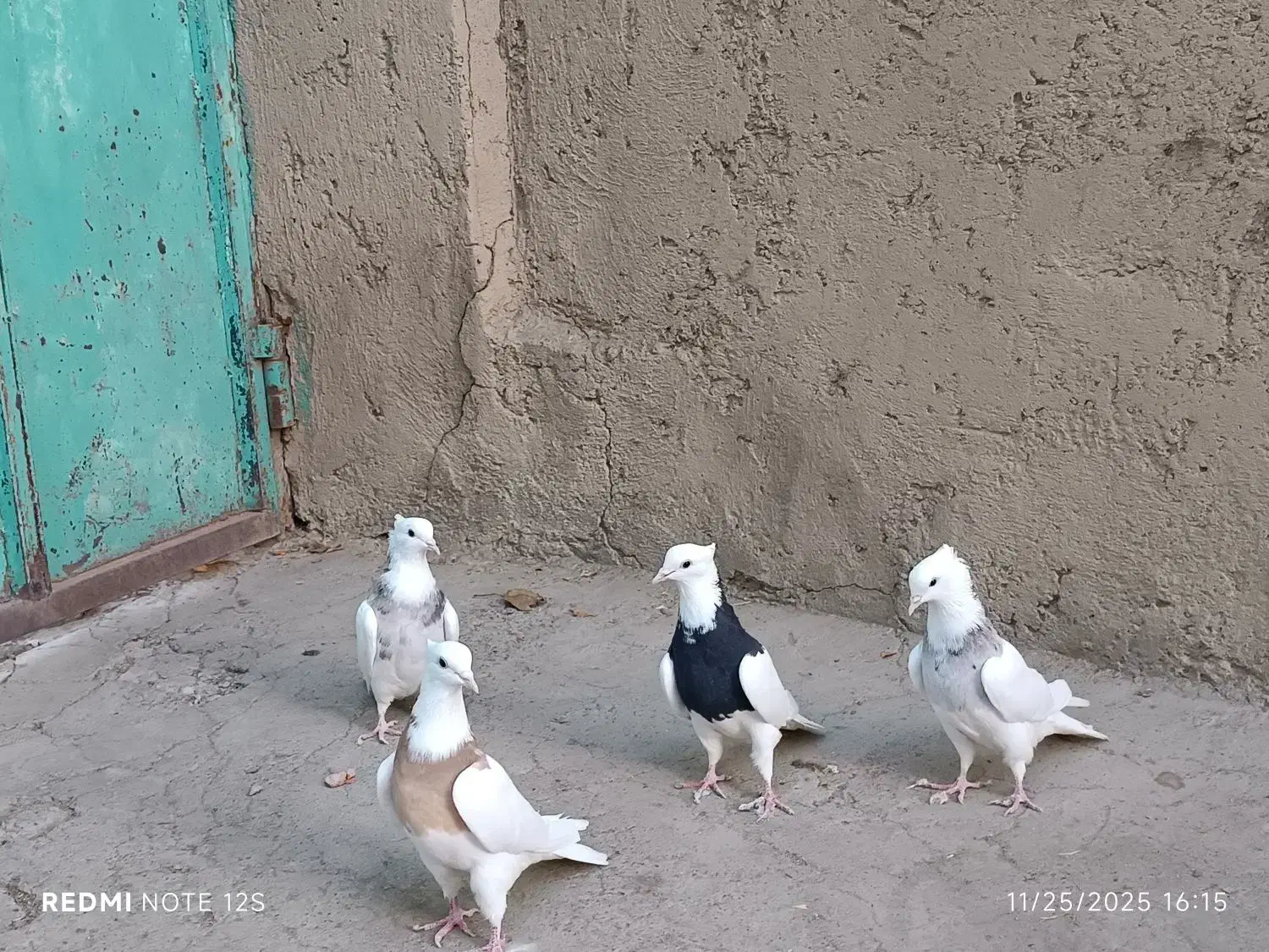 کبوتر طوقی|پرنده|سنقر, |دیوار