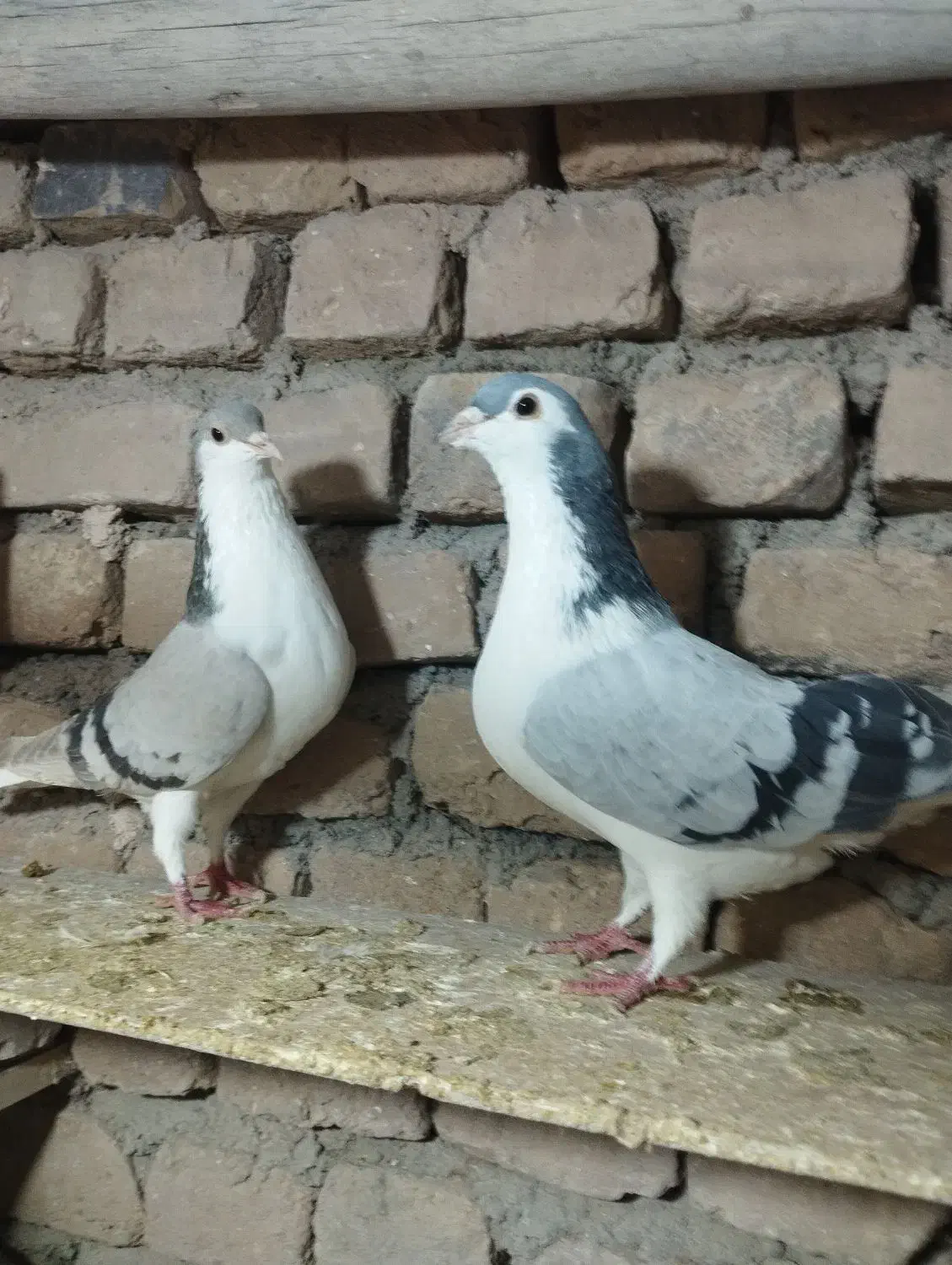 کبوترساده|پرنده|زبرخان, |دیوار