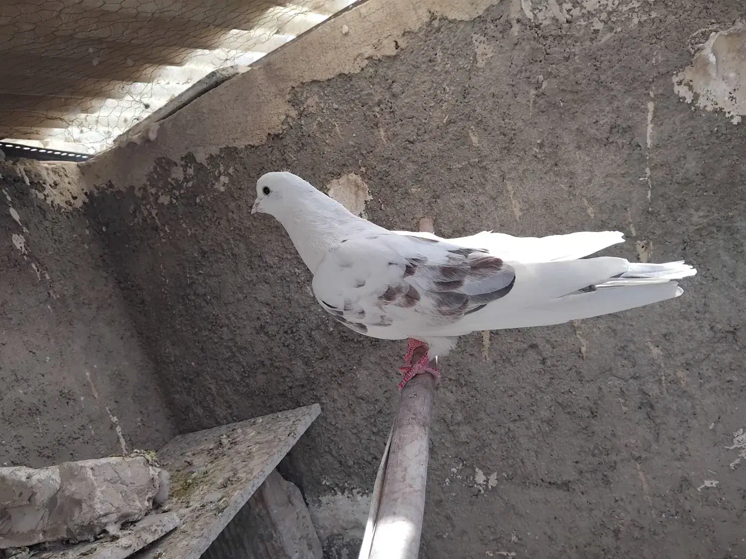 ۲عددکفترپشت دار|پرنده|اسلامشهر, شهرک مهدیه|دیوار