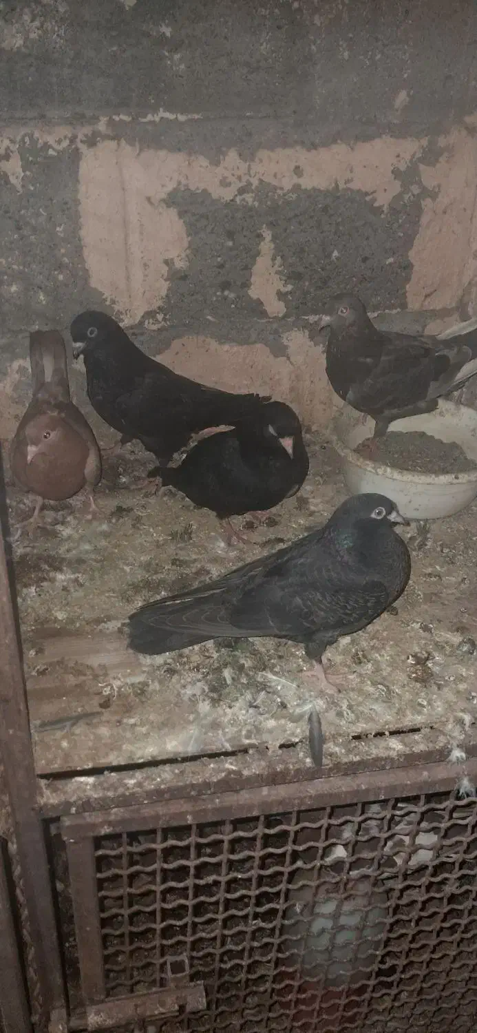 کبوتر|پرنده|میناب, |دیوار