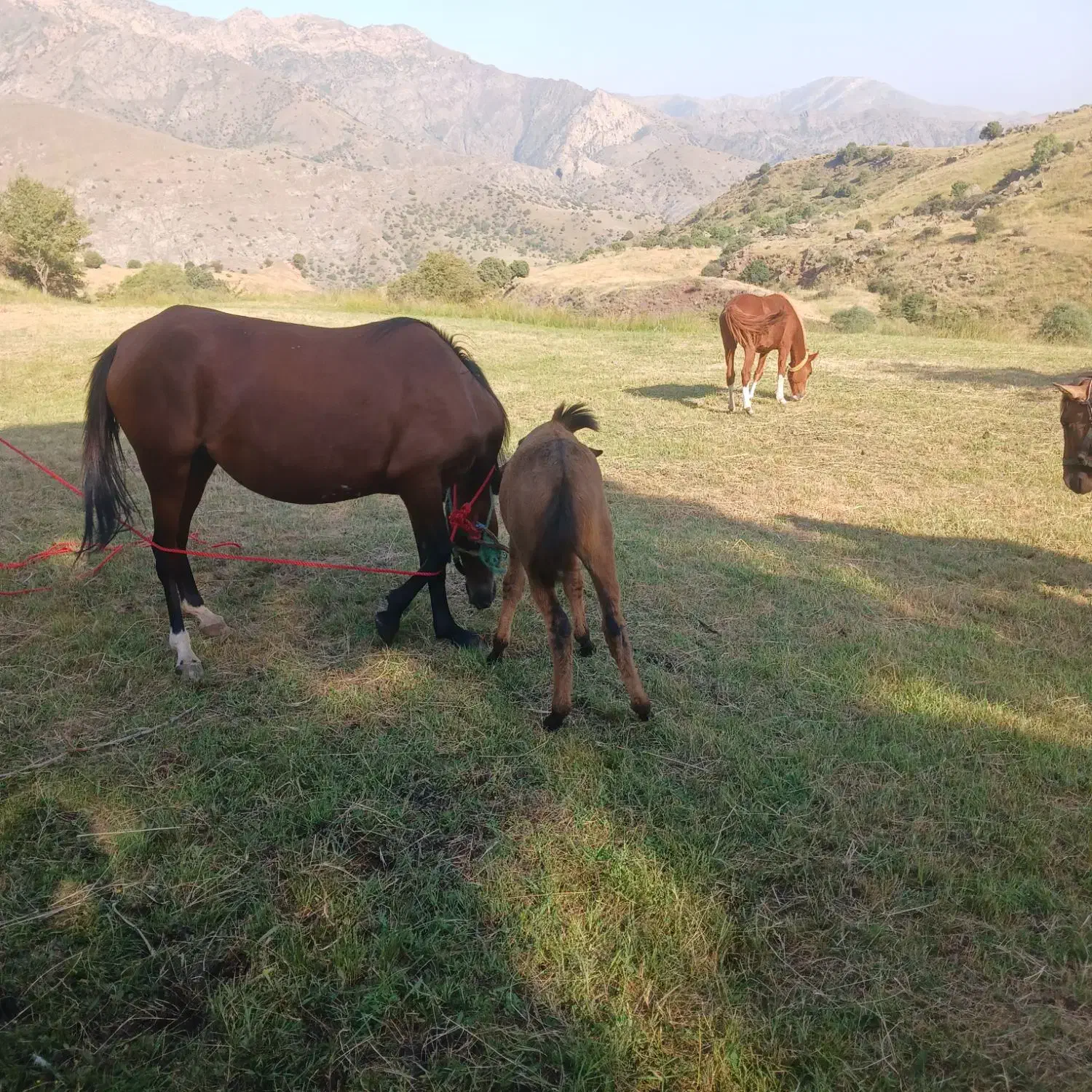 فروشی|حیوانات مزرعه|اردبیل, |دیوار