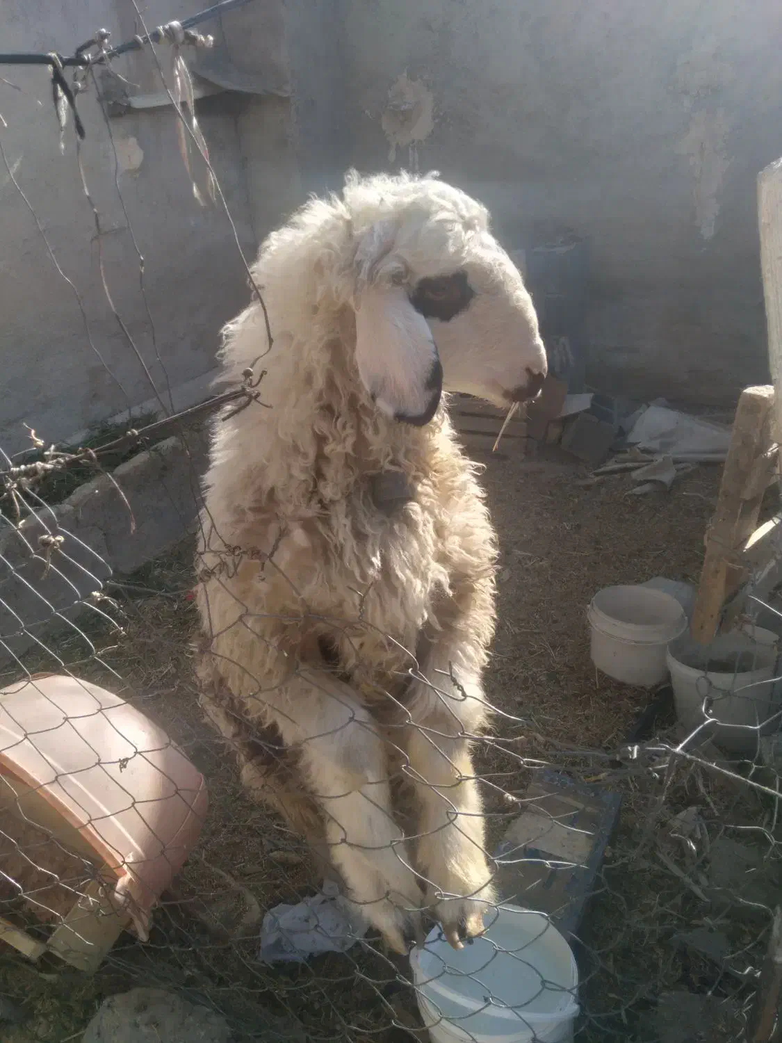 یه بره ی نر چاق|حیوانات مزرعه|مرودشت, مختارآباد|دیوار