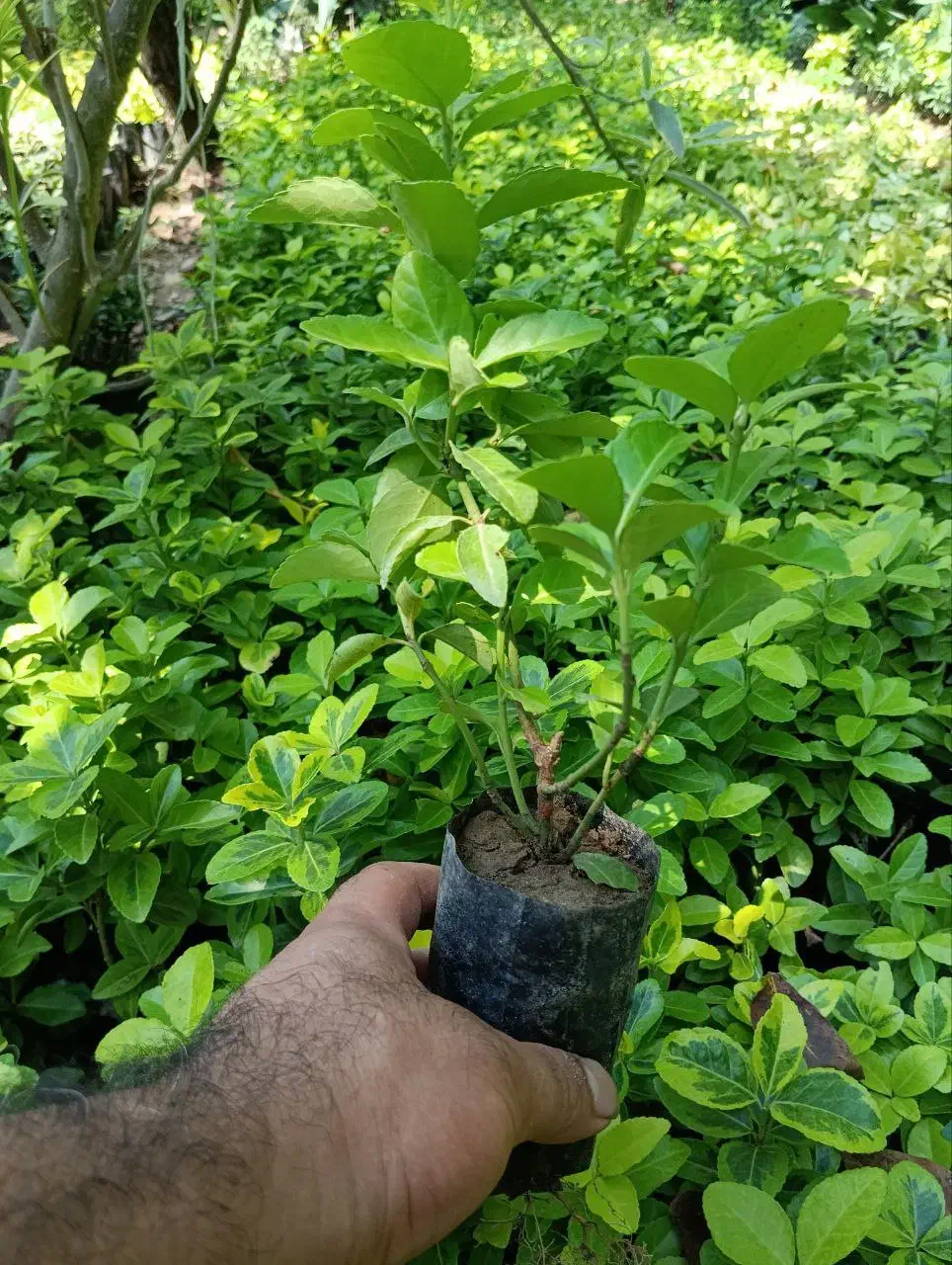 شمشاد طلایی نایلکس|گل و گیاه طبیعی|بابل, |دیوار