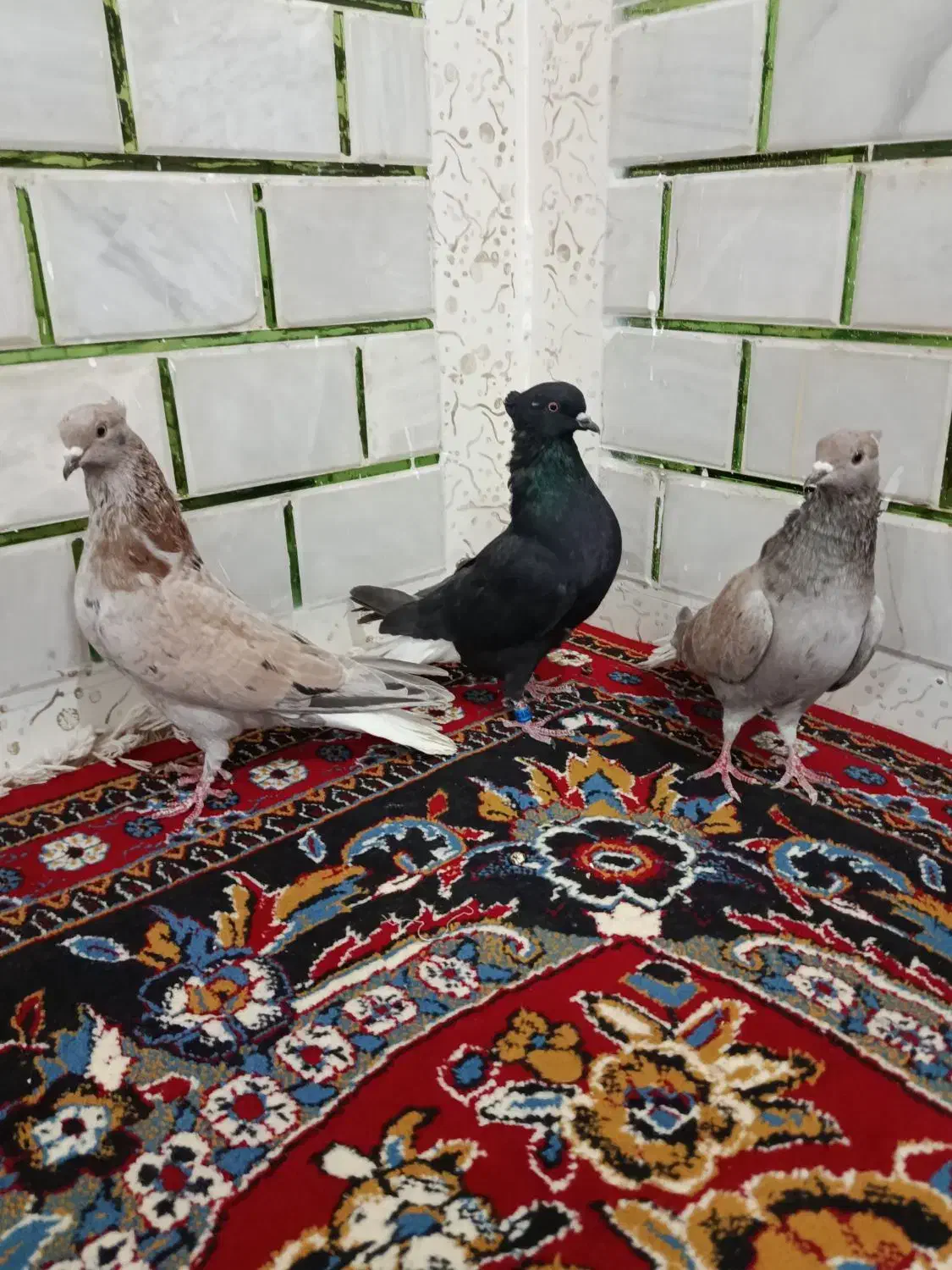 3نرکبوتردم سفید|پرنده|حمیدیه, |دیوار