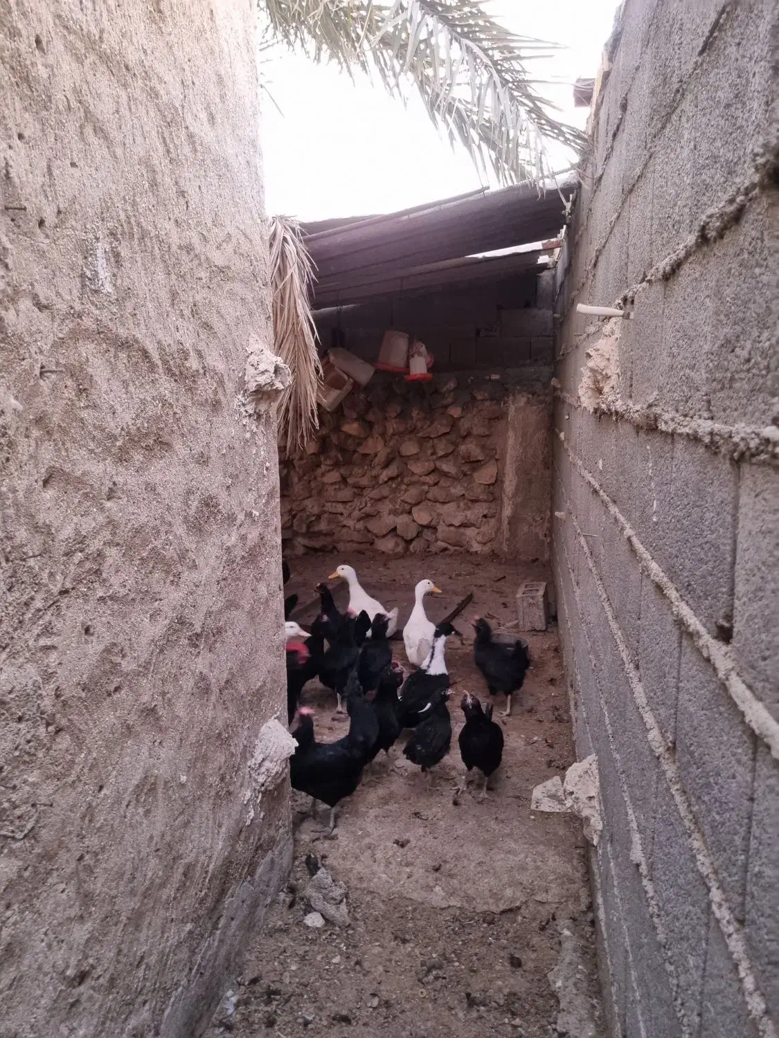 فروش اردک ' غاز 'مرغ و خروس محلی|حیوانات مزرعه|خورموج, |دیوار