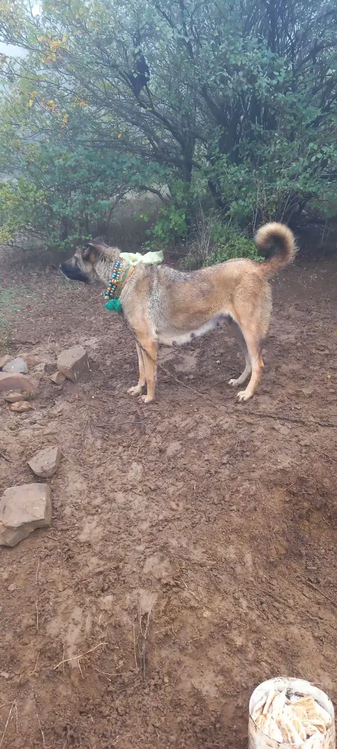 سلام . فروش یا معاوضه ماده مناسب گله|سگ|دیلمان, |دیوار