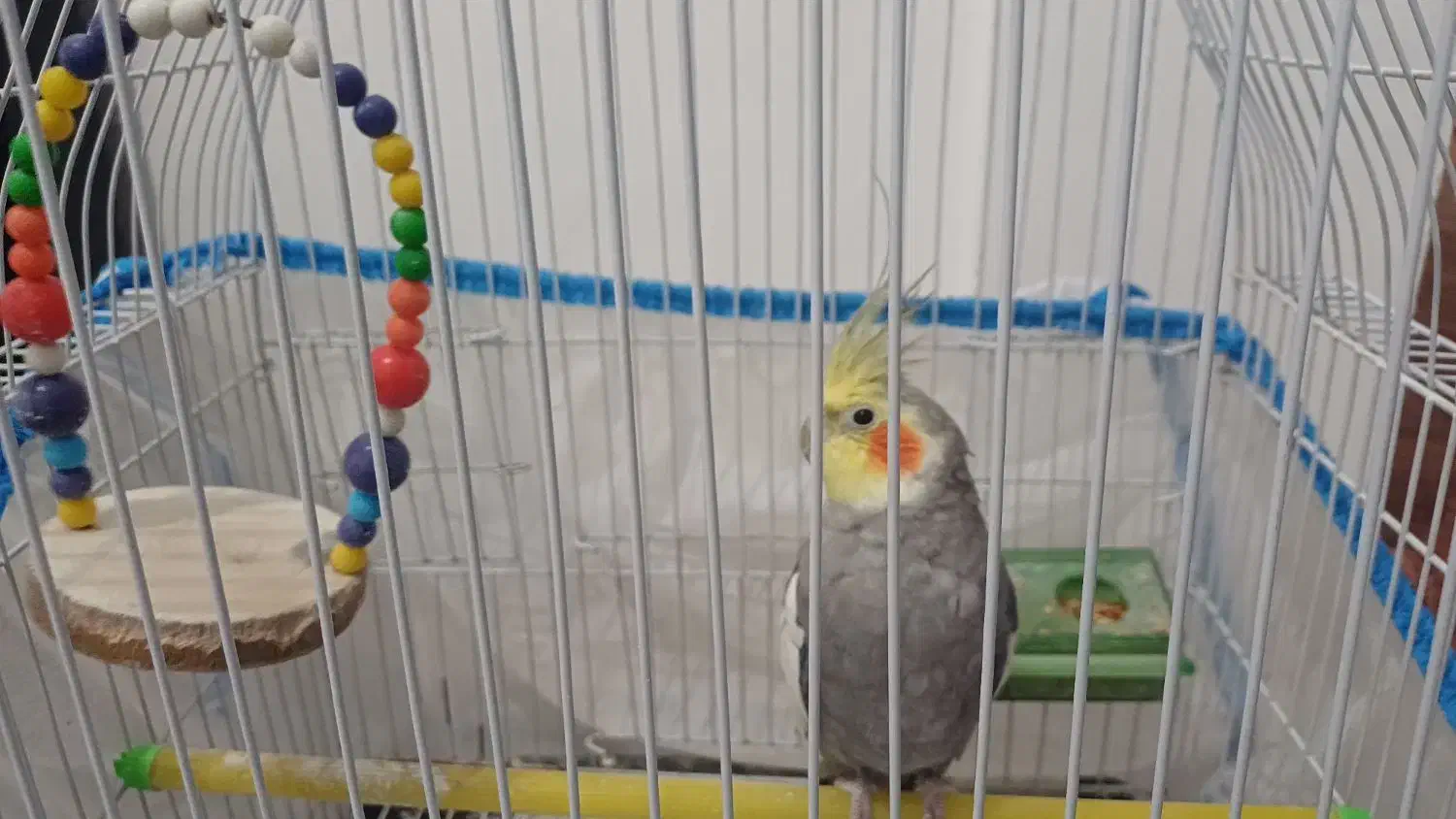 عروس هلندی|پرنده|تاکستان, |دیوار