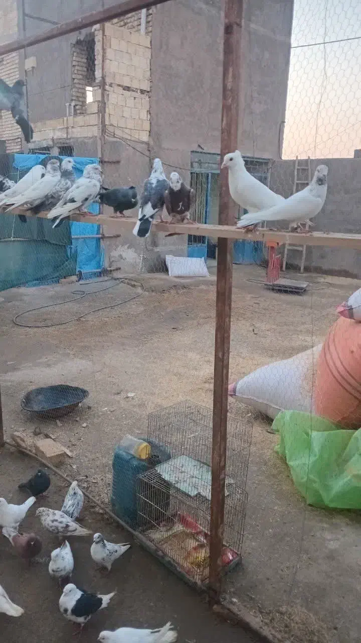 کفتر|پرنده|کاشان, پشت شهربانی|دیوار