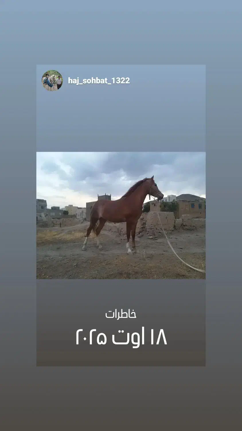 اسب|اسب و تجهیزات اسب‌سواری|اراک, |دیوار