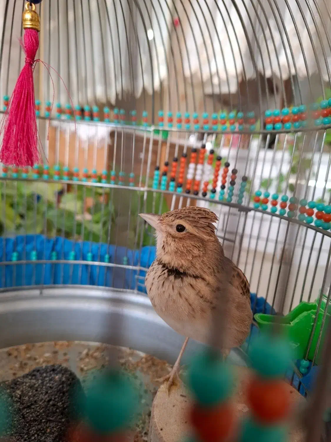 سهره قناری خاکی|لوازم جانبی حیوانات|برخوار, |دیوار