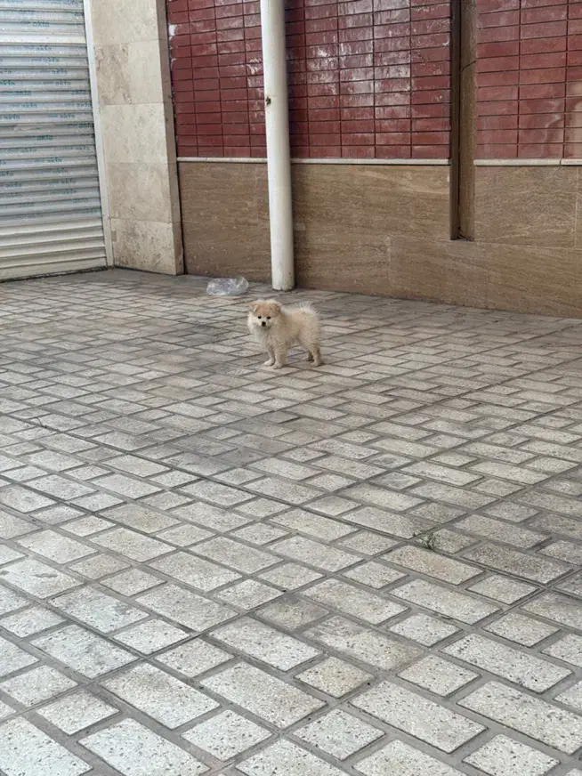 سگ پامر روباهی|سگ|کرمان, |دیوار