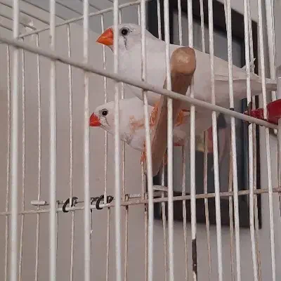 یک جفت فنچ|پرنده|اسفراین, |دیوار