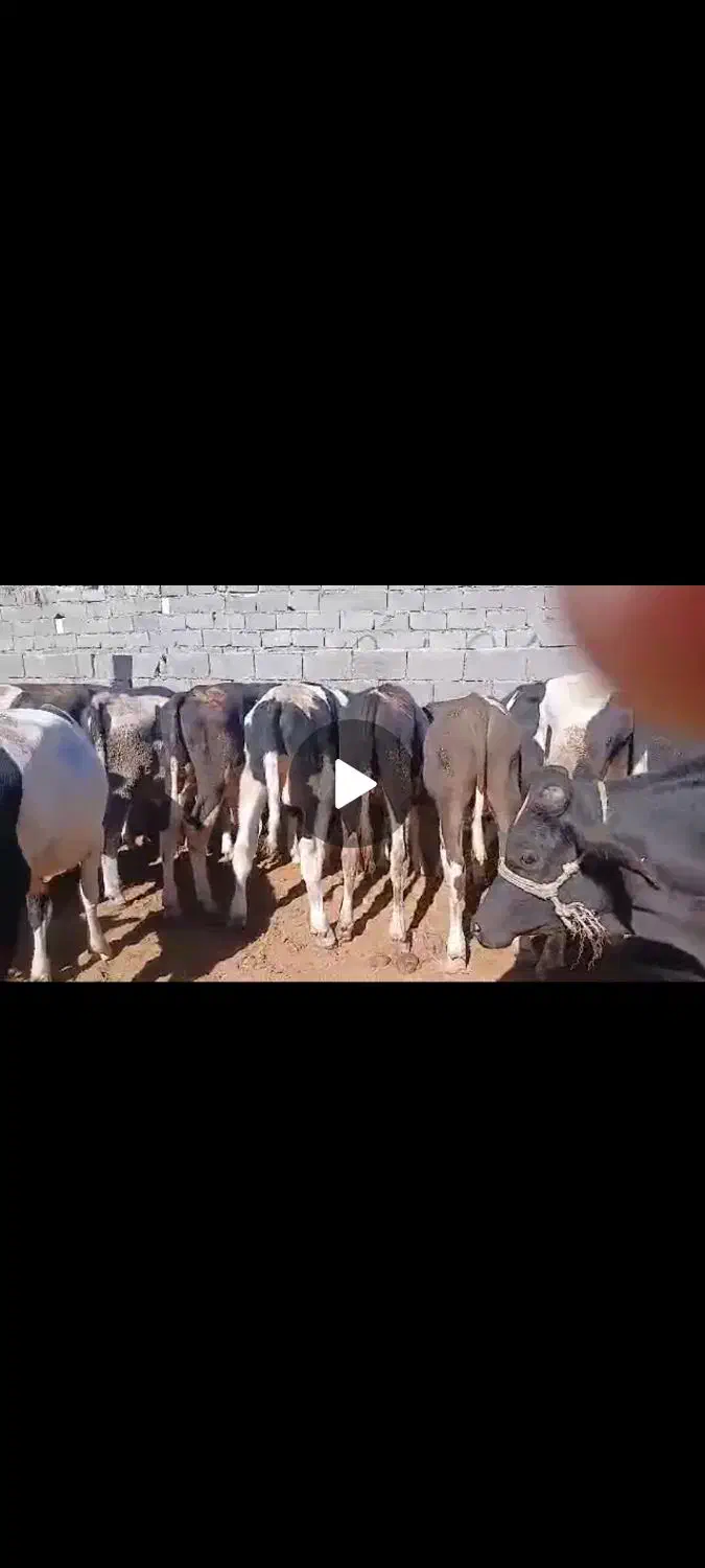 گوساله فروشی زاهدان زابل|حیوانات مزرعه|ساربوک, |دیوار