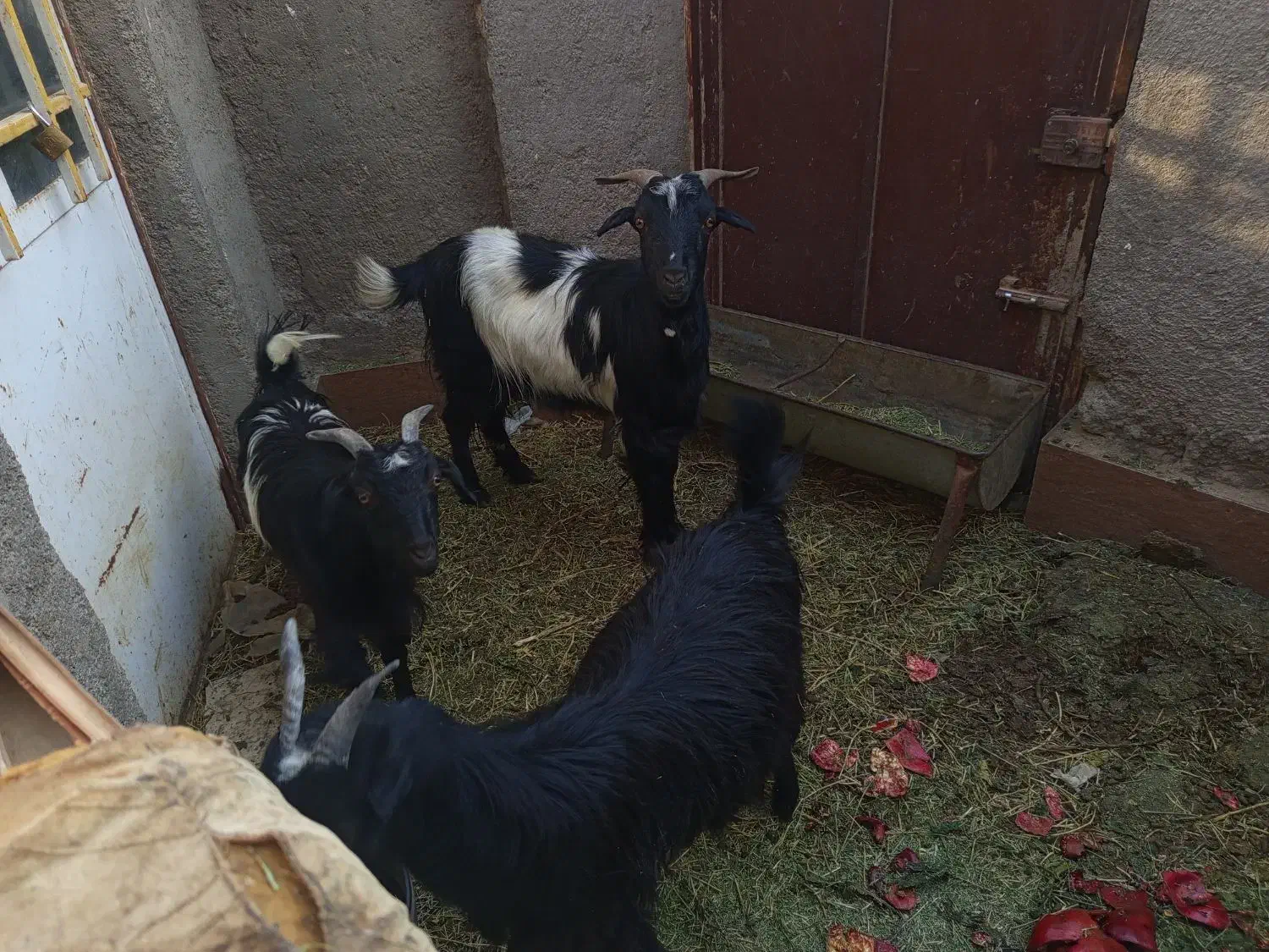 بز و دو عدد بزغاله|حیوانات مزرعه|سلفچگان, |دیوار