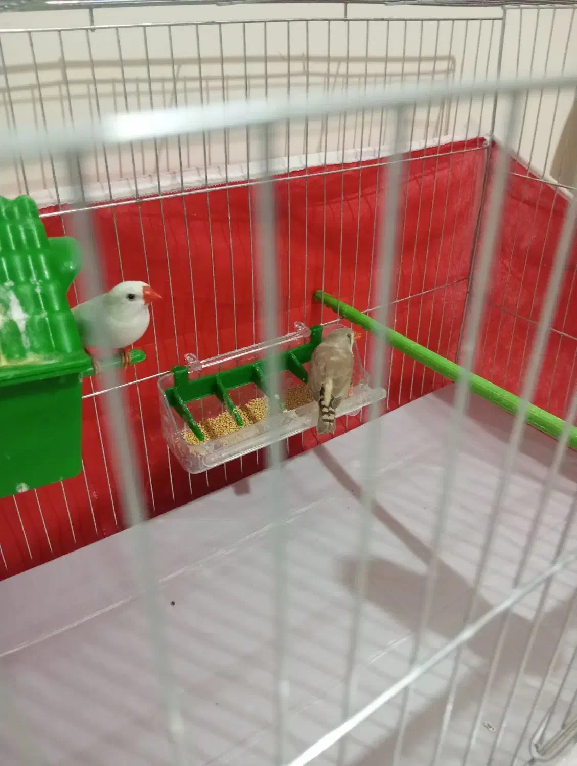 یک جفت فنچ نر و ماده به همراه قفس|پرنده|تهران, حافظیه|دیوار