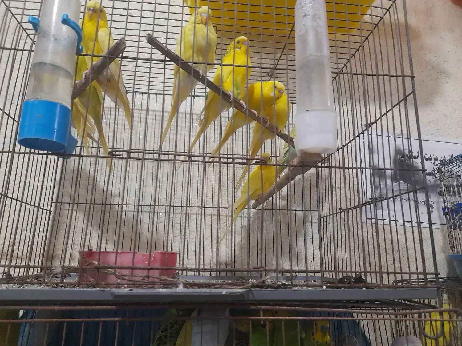 فنج .مرغ عشق|پرنده|میناب, |دیوار