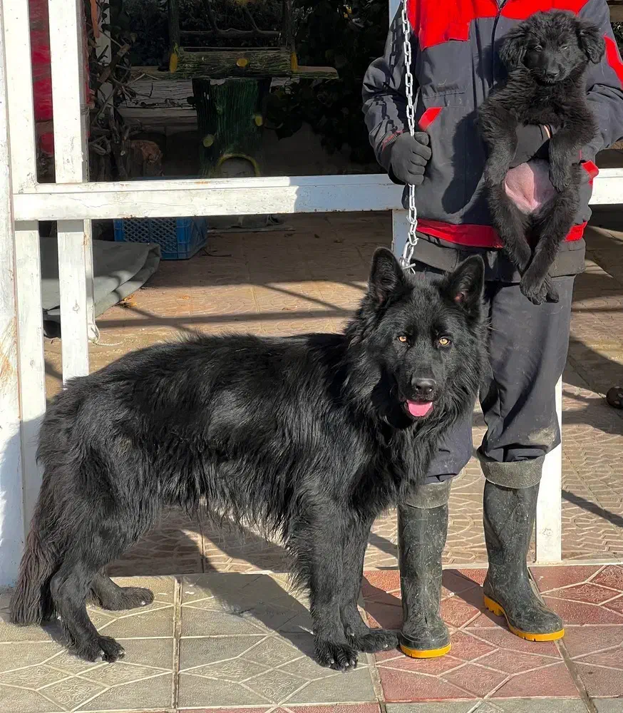 سگ ژرمن شپردبلک ماده موکلاسیک دوماه اصیل فی ۱۸ م ت|سگ|تهران, تهرانسر شمالی|دیوار