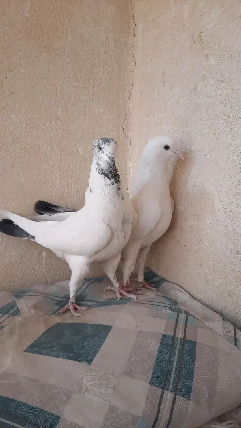 نروماده پرشی|پرنده|خمینی‌شهر, |دیوار