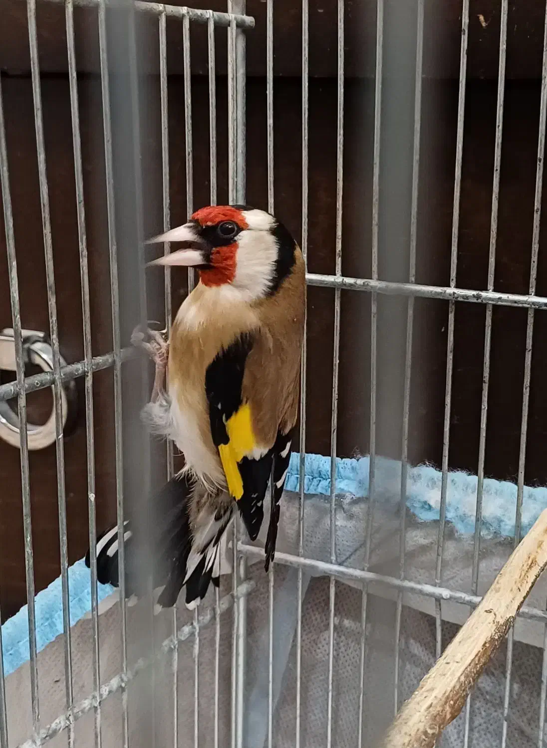 سهره|پرنده|ابهر, |دیوار