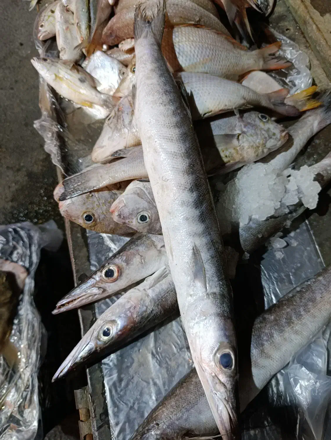 ماهی|ماهی|چمران, |دیوار