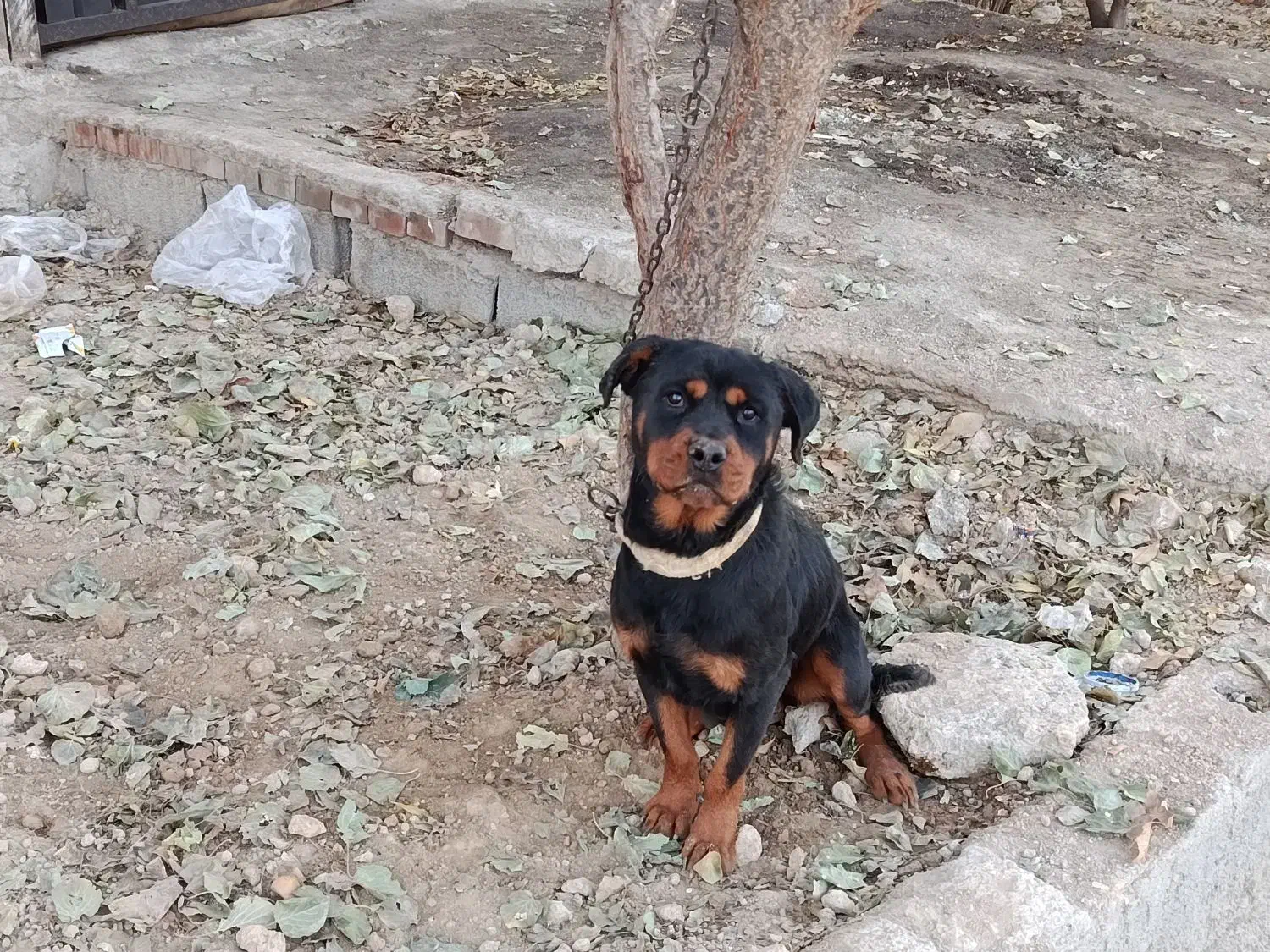 ژرمن ،روتوایلر|سگ|شهریار, رزکان|دیوار