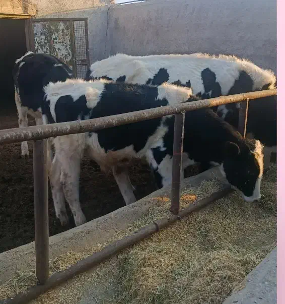 گوساله نر هلشتاین|حیوانات مزرعه|رزن, |دیوار