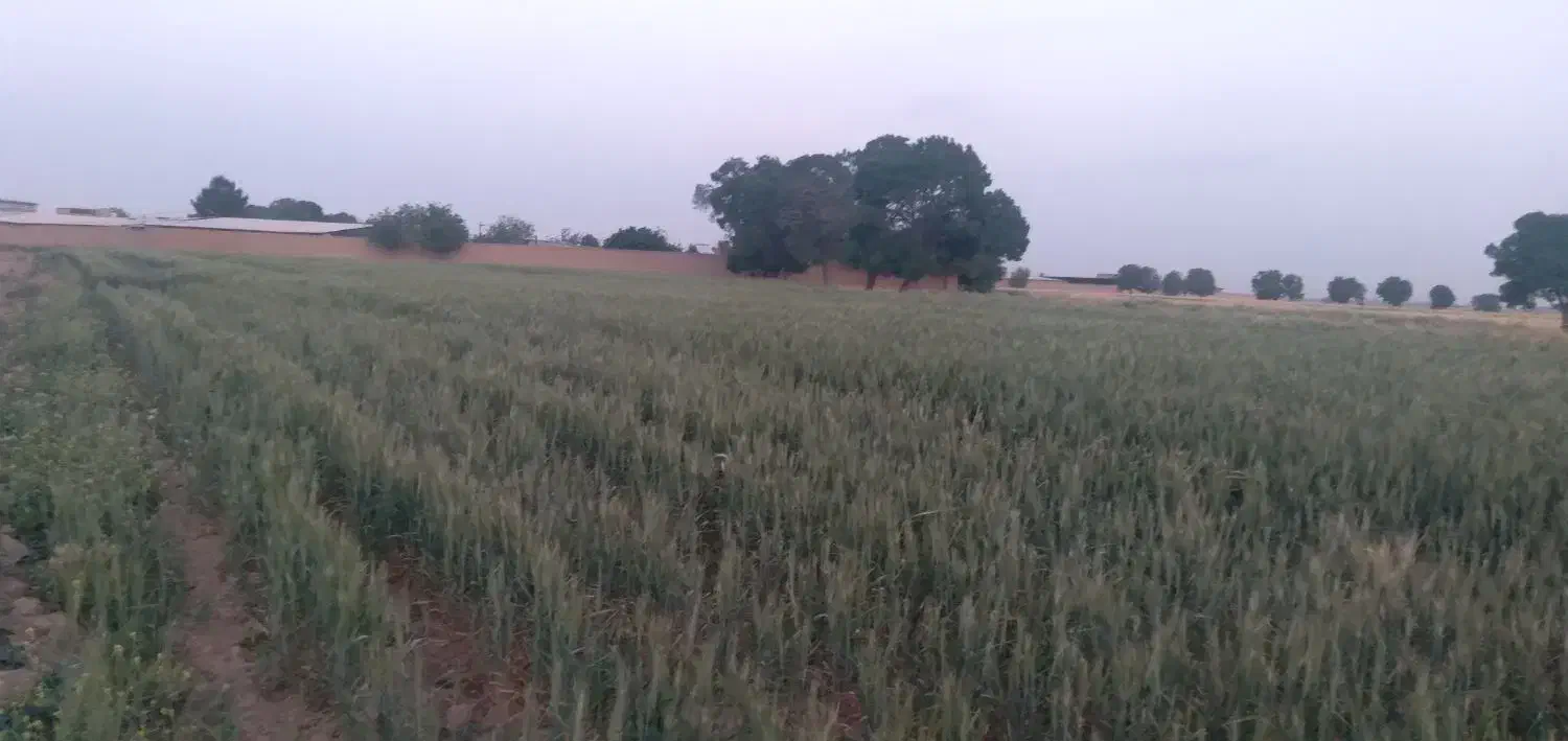 فروش فوری زمین کشاورزی|فروش دفتر صنعتی، کشاورزی، تجاری|جوادآباد, |دیوار