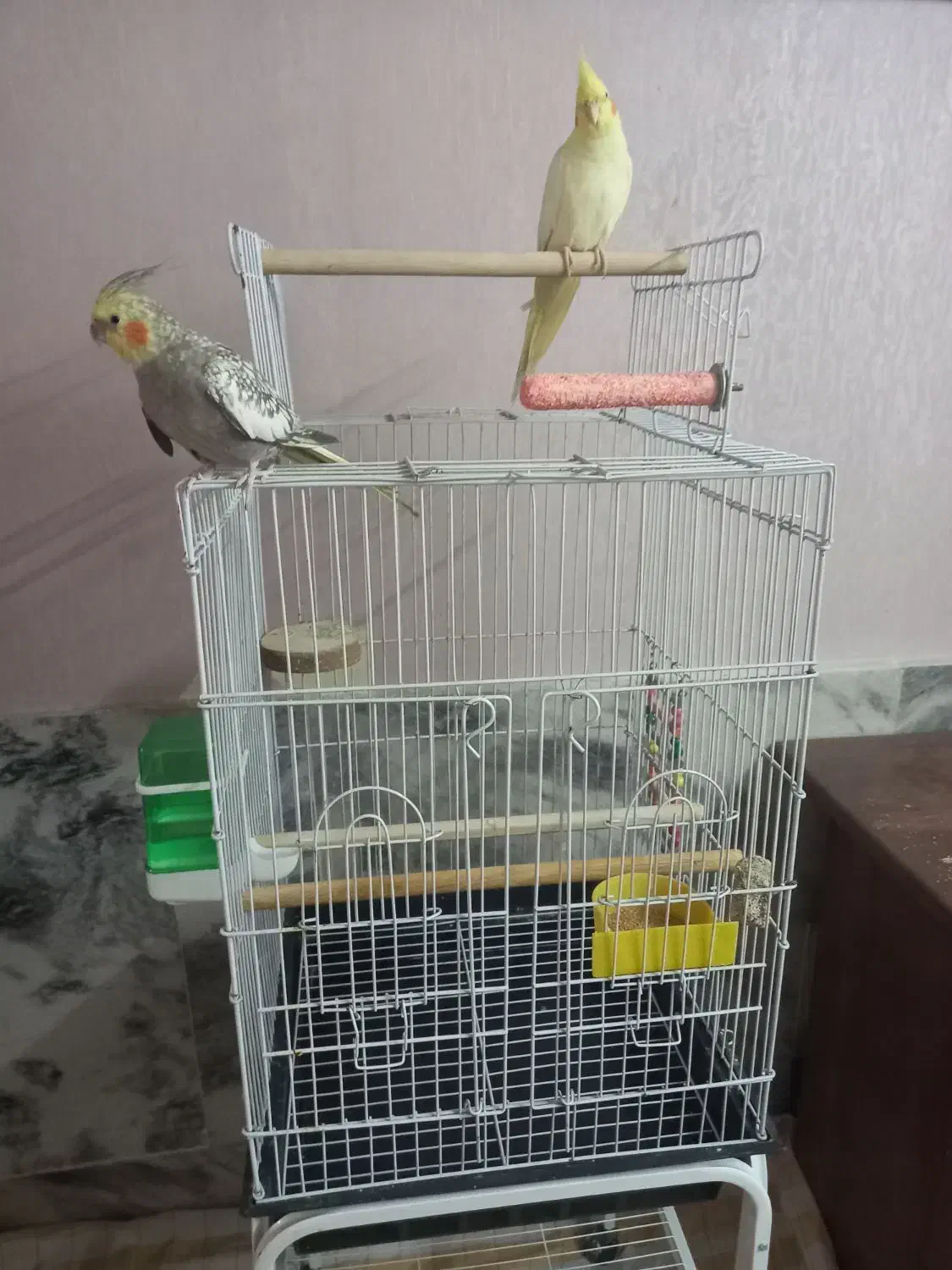 دو عدد عروس هلندی با قفس پایه‌دار|پرنده|مشهد, هفده شهریور|دیوار