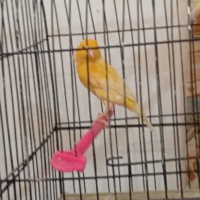 قناری|پرنده|مشهد, کارگران|دیوار