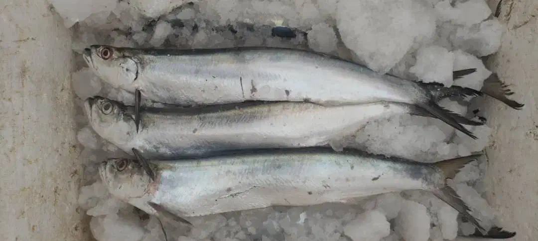 ماهی جنوب خرده عمده|ماهی|یزد, |دیوار