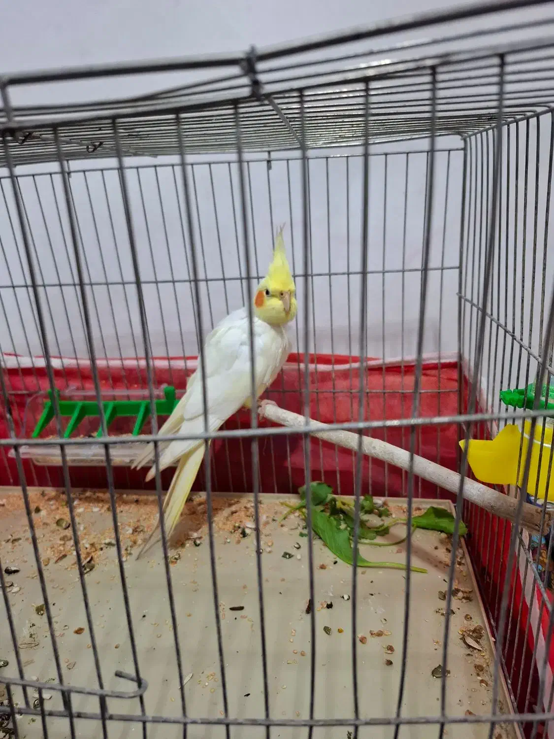 عروس هلندی|پرنده|لوندویل, |دیوار