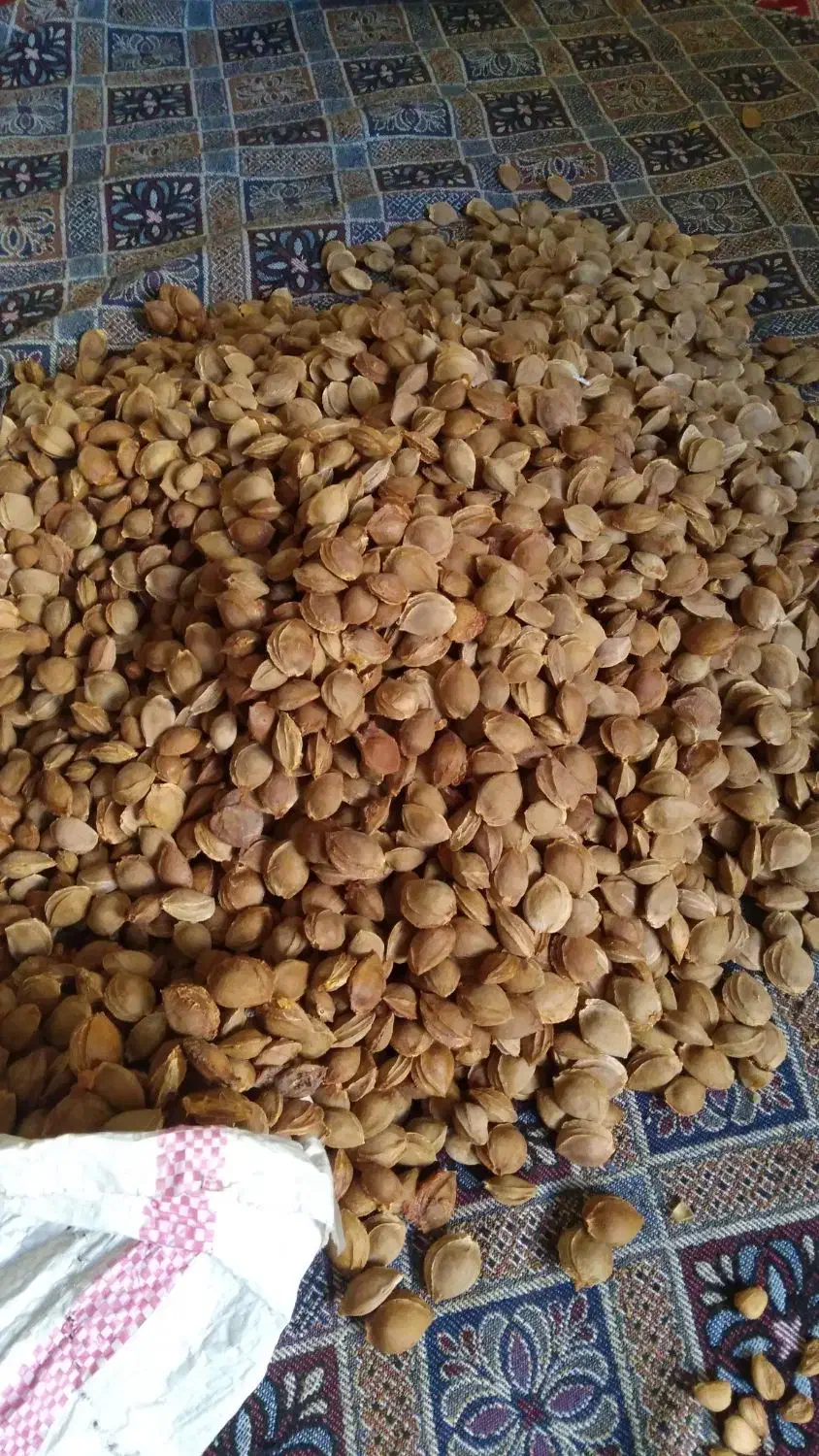 هسته زردآلو شیرین|خوردنی و آشامیدنی|تهران, امام زاده عبدالله|دیوار