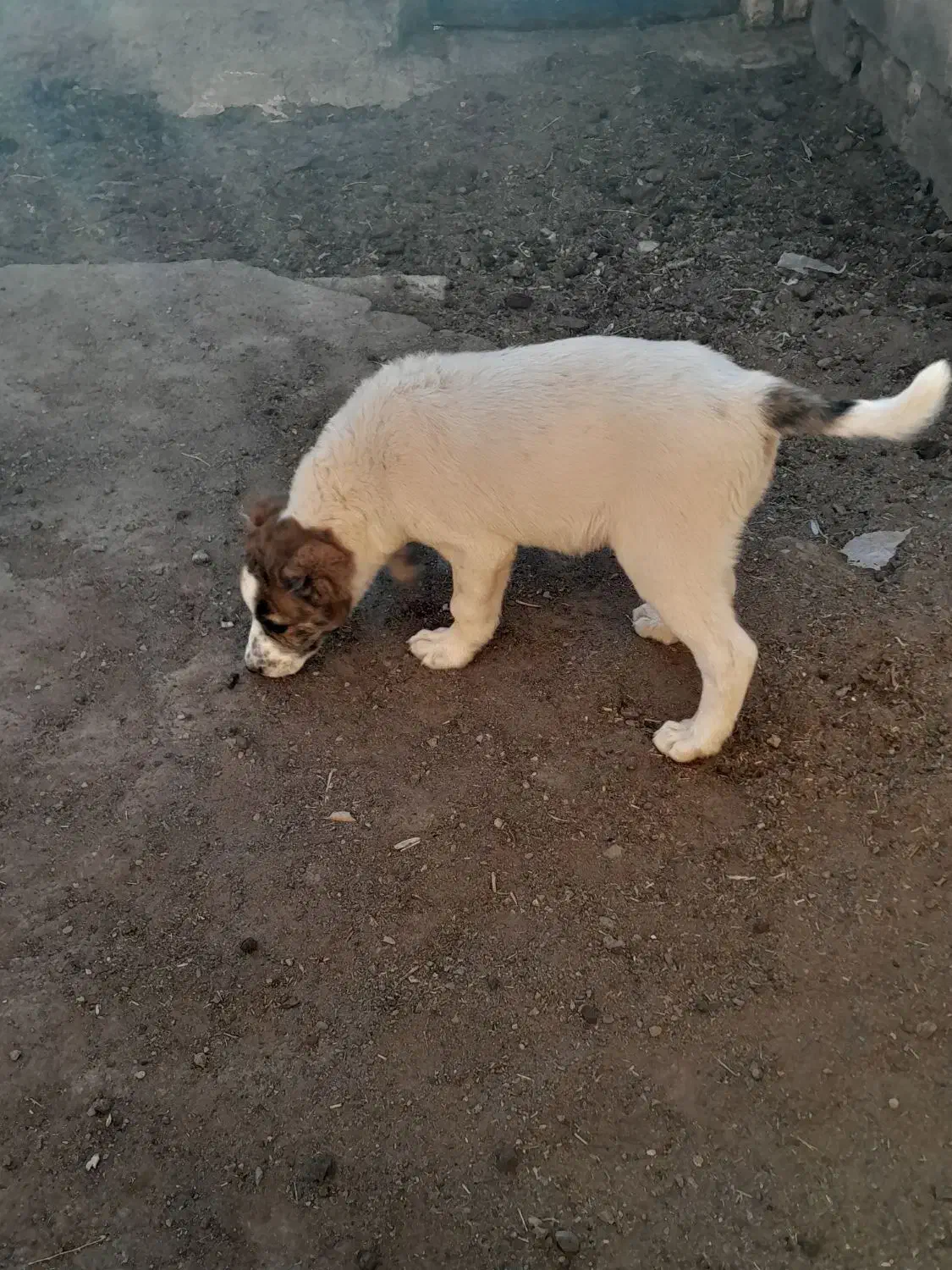 یک عدد کوچ سگ هفتاد روزه|سگ|فردوس (خراسان), |دیوار