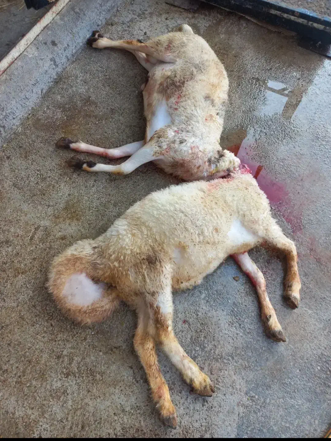 قصاب در محل|خدمات پذیرایی، مراسم|رباط‌کریم, رباط‌کریم|دیوار