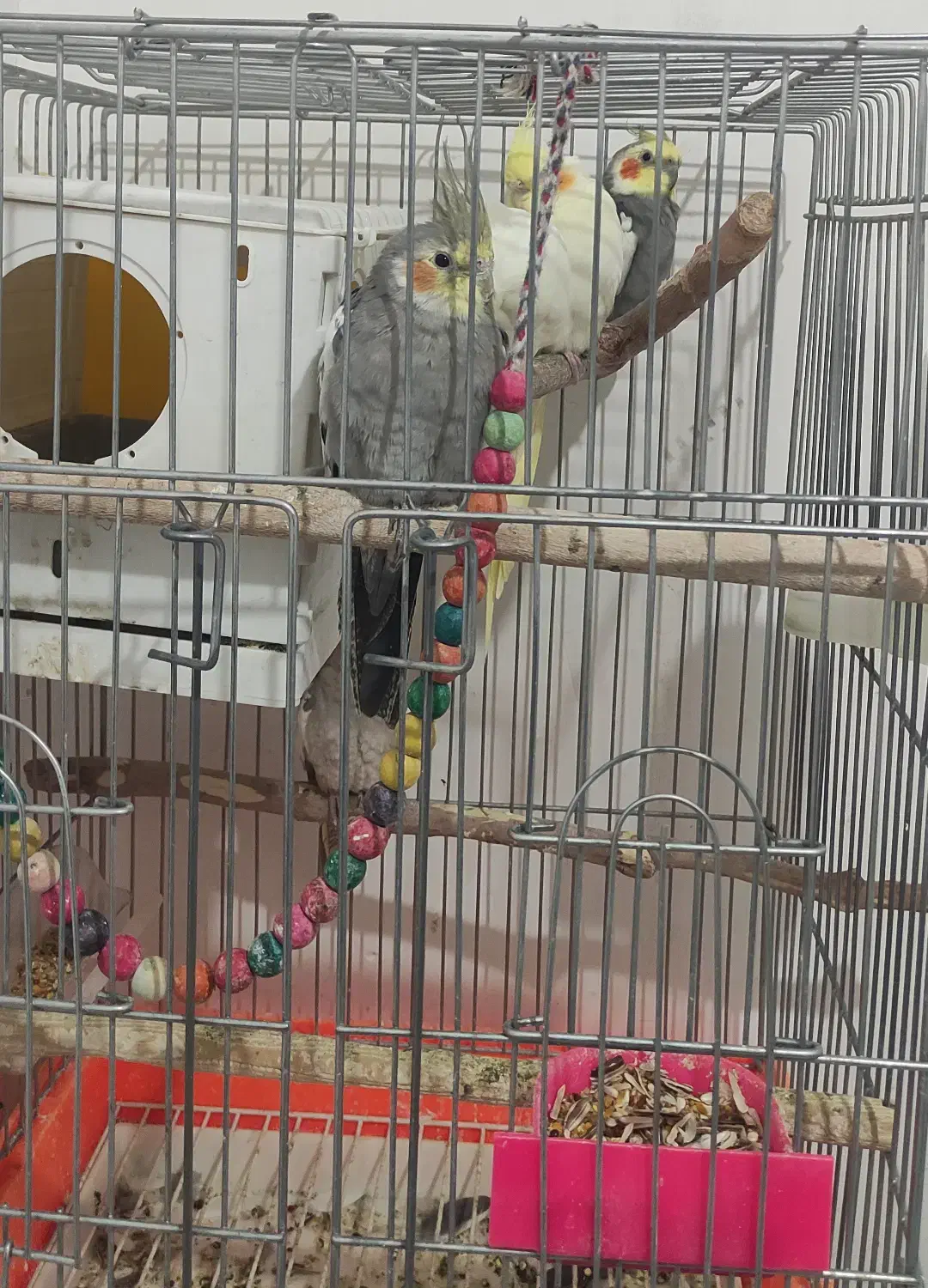 عروس هلندی|پرنده|گلبهار, شهر جدید گلبهار|دیوار