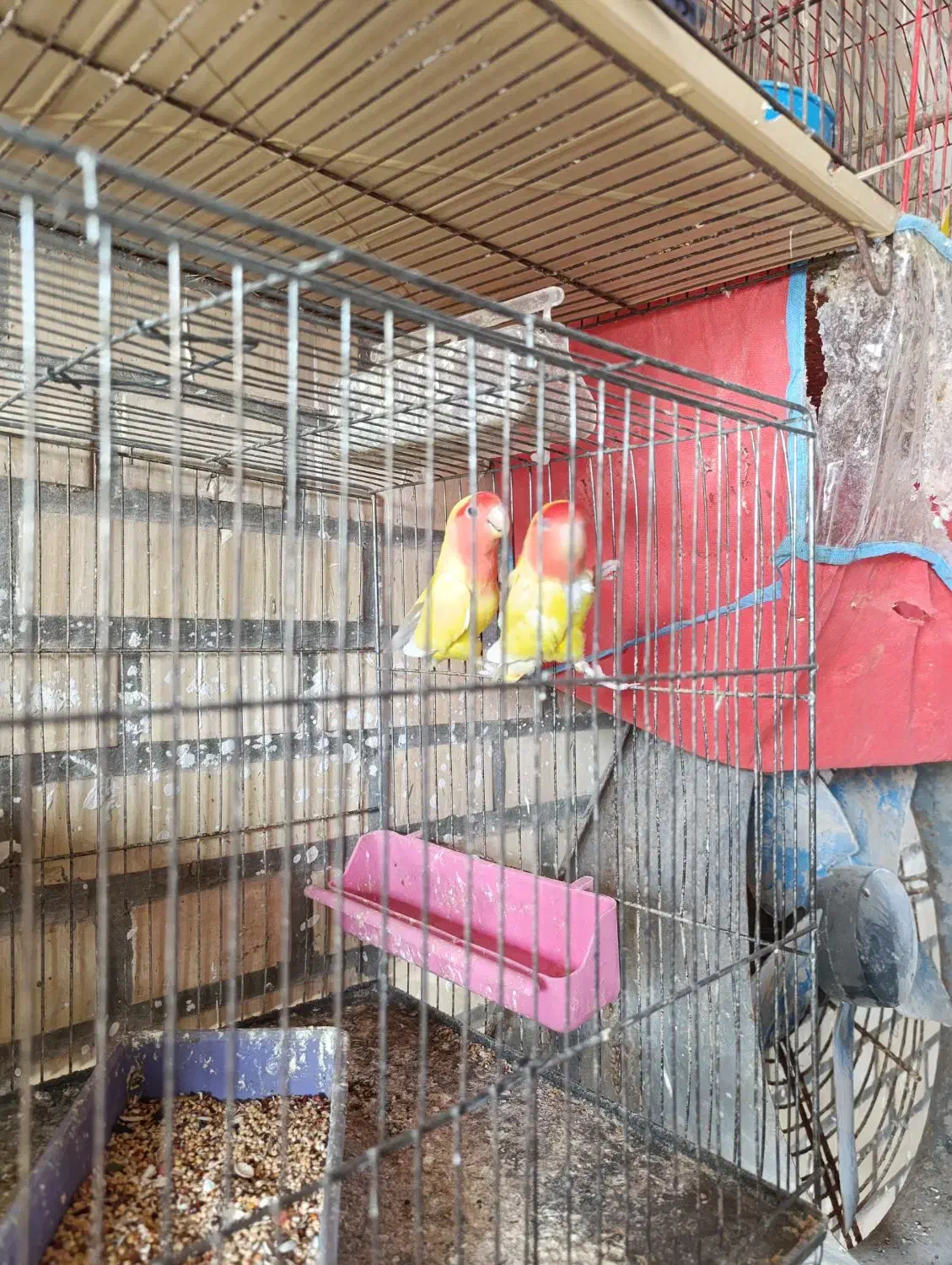 فروش یک جفت طوطی برزیلی صورت قرمز  با جوجه|پرنده|هندیجان, |دیوار