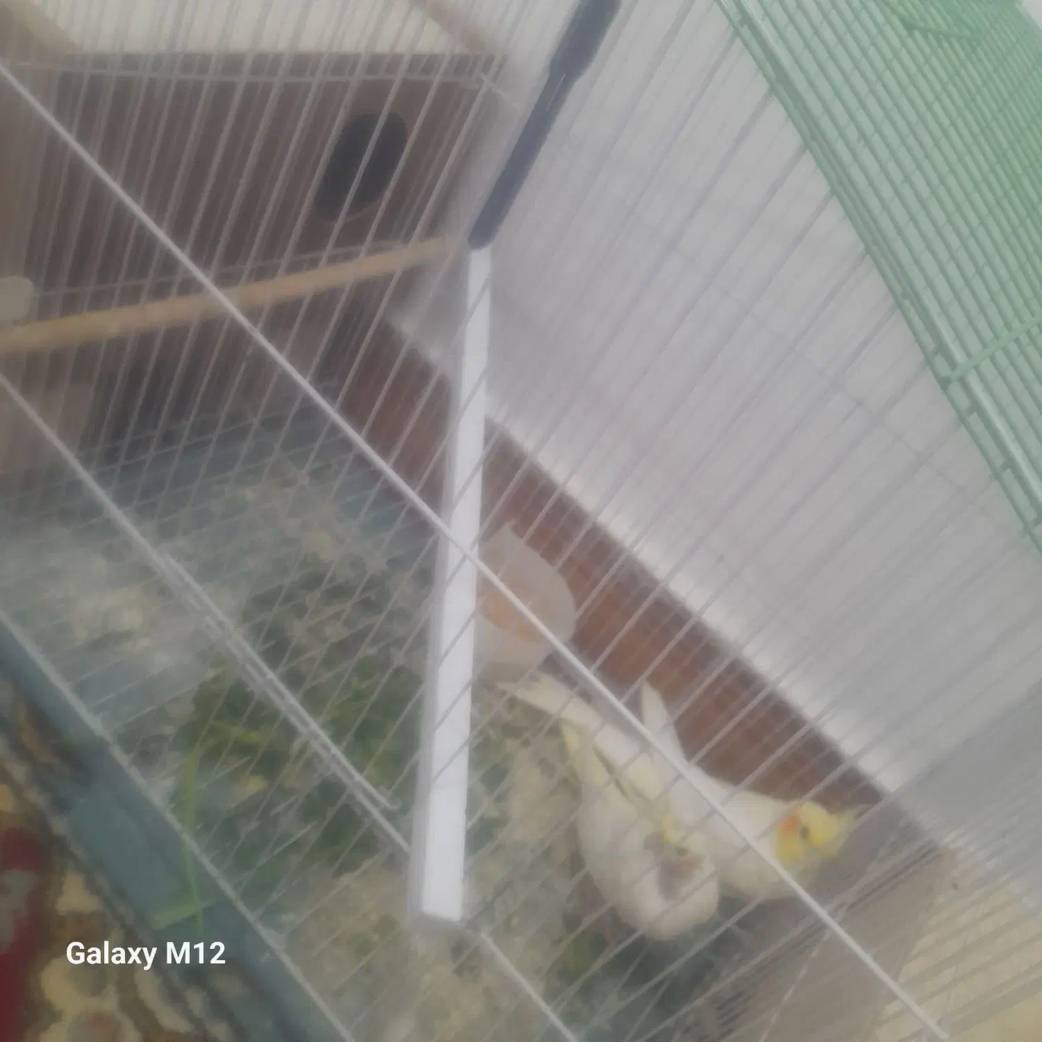 آین نر ماده|پرنده|طبس, |دیوار