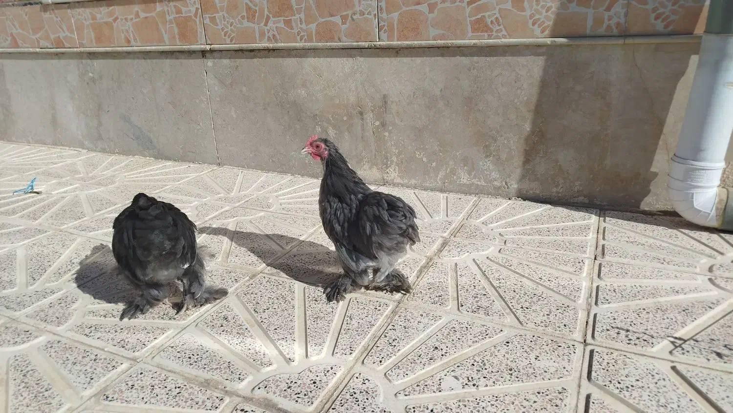 مرغ و خروس تزیینی و تخمی|حیوانات مزرعه|جلگه رخ, |دیوار