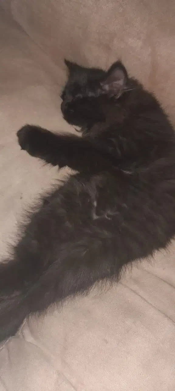 واگذاری گربه خانگی|گربه|کرج, برغان|دیوار