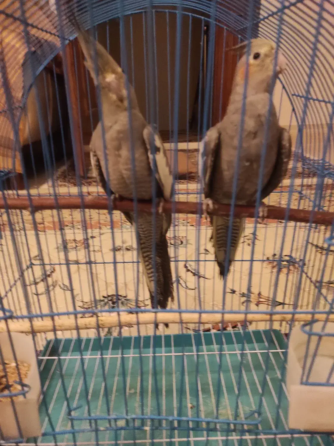 عروس هلندی گمشده|حیوانات|بروجرد, |دیوار