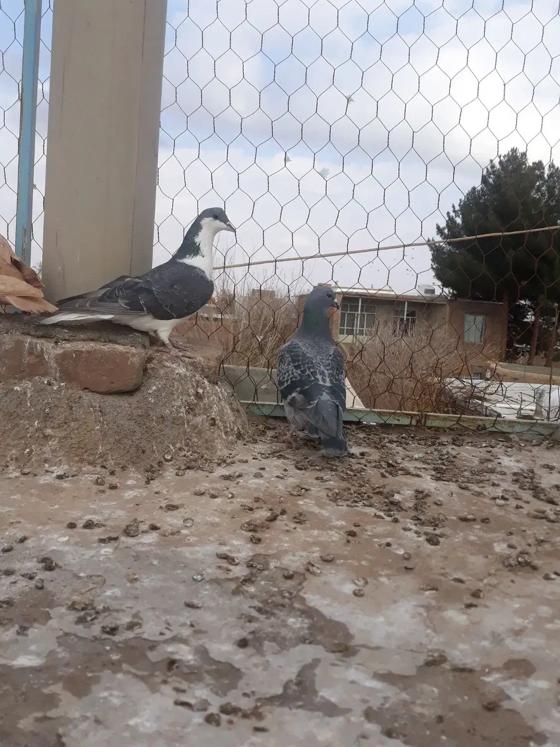 کبوتر|پرنده|سبزوار, ابارش|دیوار