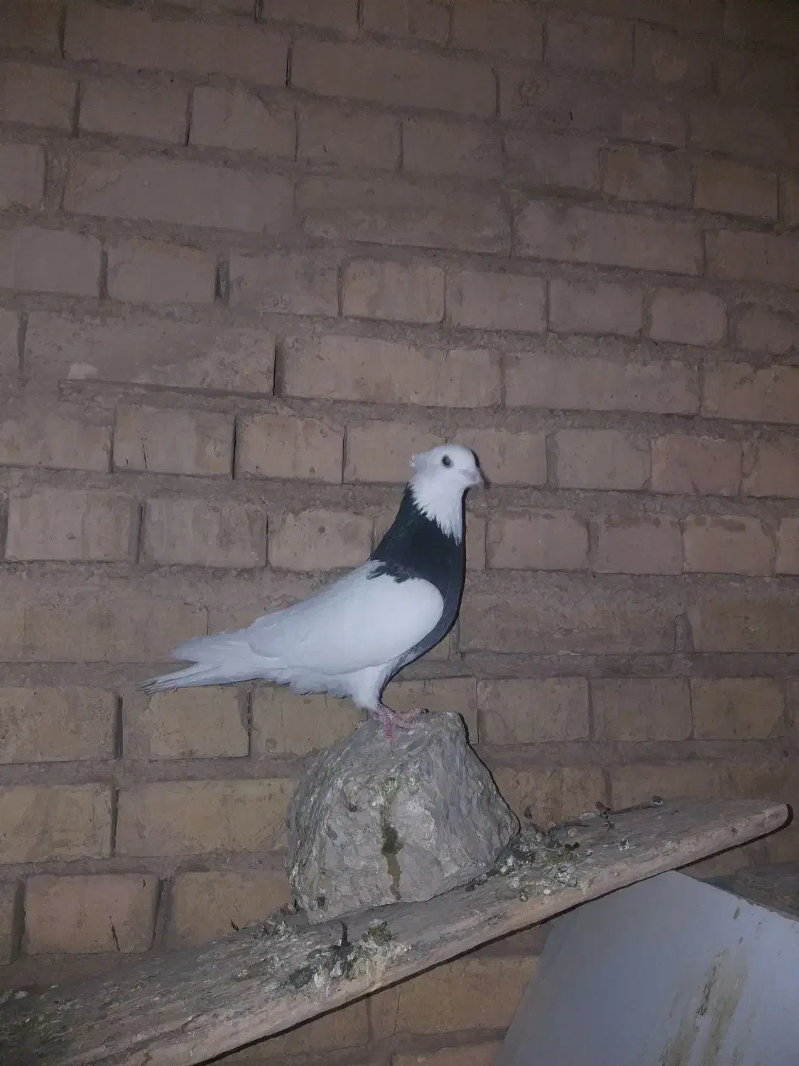 کبوتر|پرنده|لردگان, |دیوار