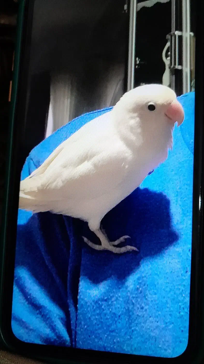 مژدگانی|پرنده|چابهار, |دیوار