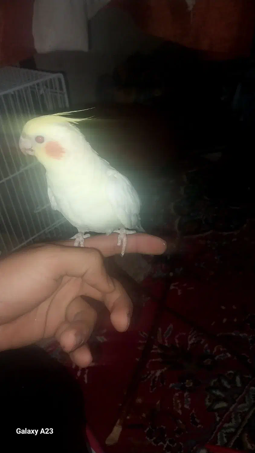 عروس هلندی نر|پرنده|زبرخان, |دیوار