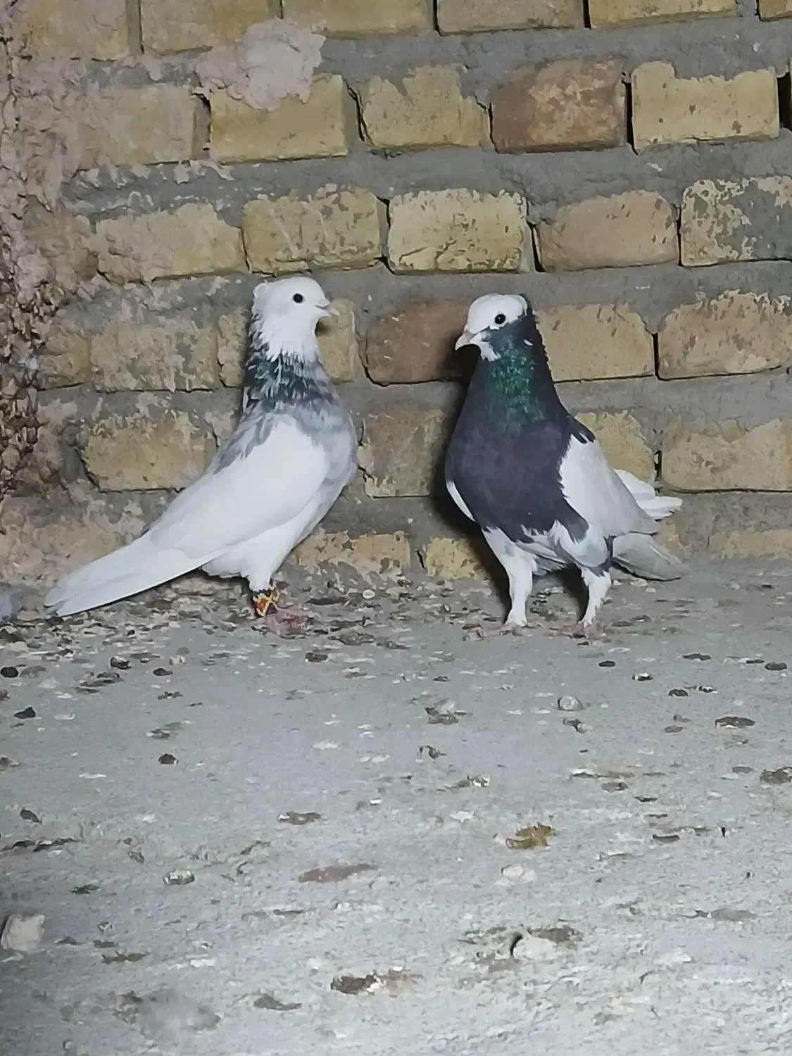 طوقی|پرنده|یزد, |دیوار