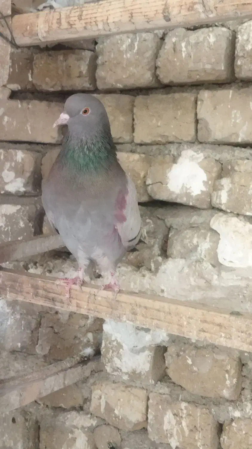 کبوتر پلاکی و پرشی|پرنده|هشتگرد, گلسار|دیوار