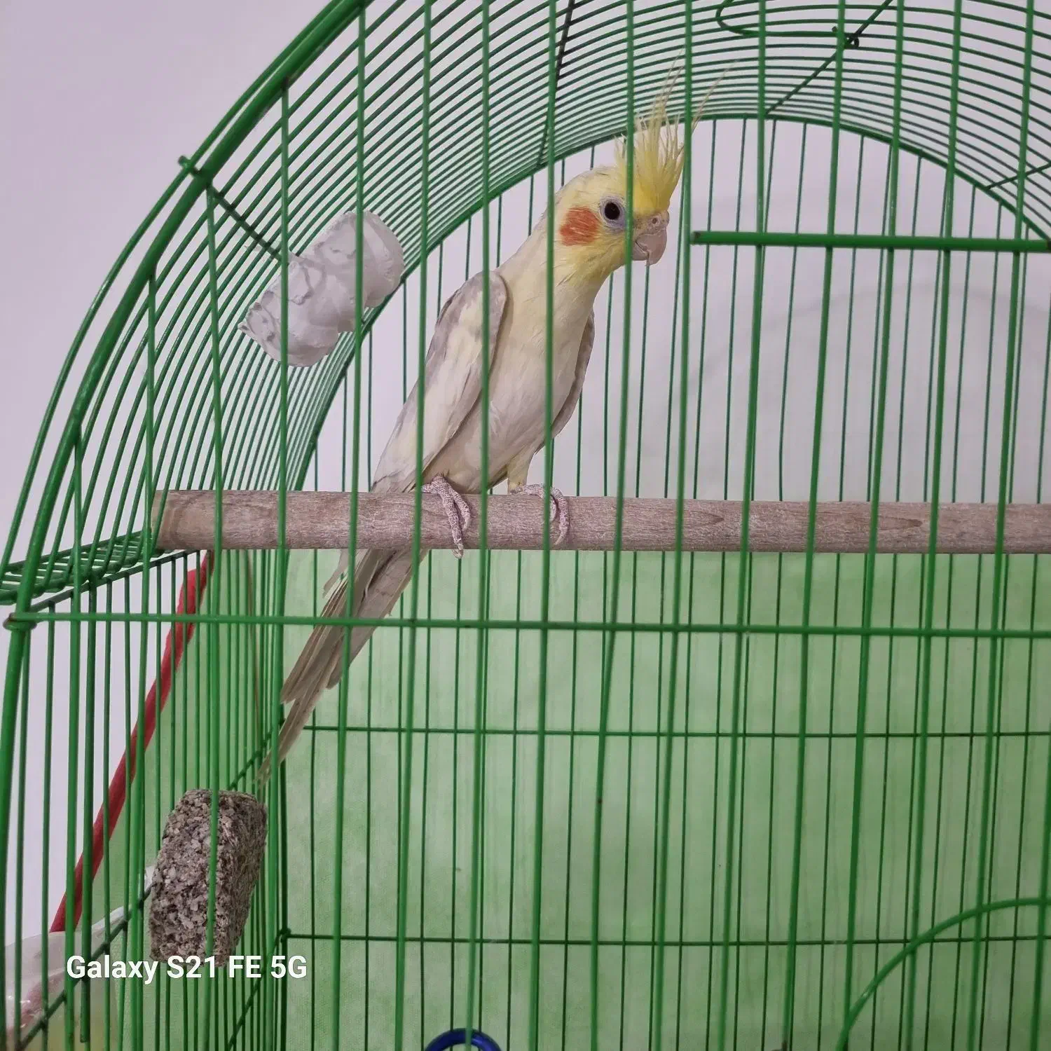 عروس هلندی لوتینو نر|پرنده|عباسآباد, |دیوار