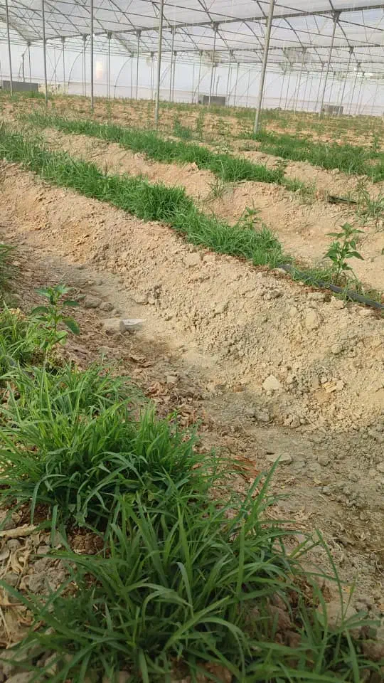 نشاء فلفل|خدمات باغبانی و درختکاری|ایرانشهر, |دیوار