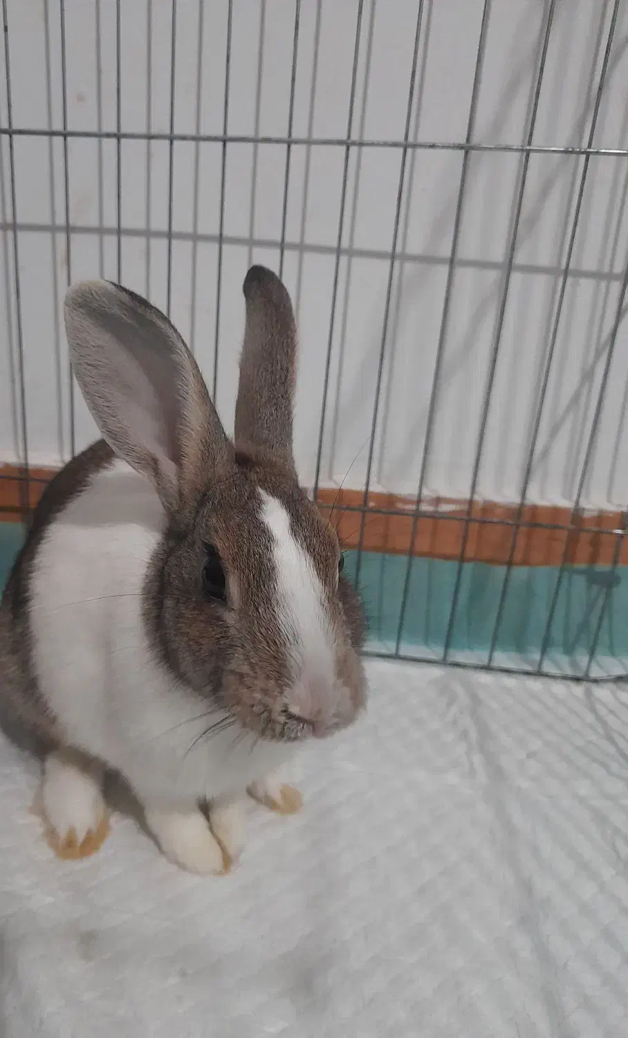 خرگوش|موش و خرگوش|رشت, حمیدیان|دیوار