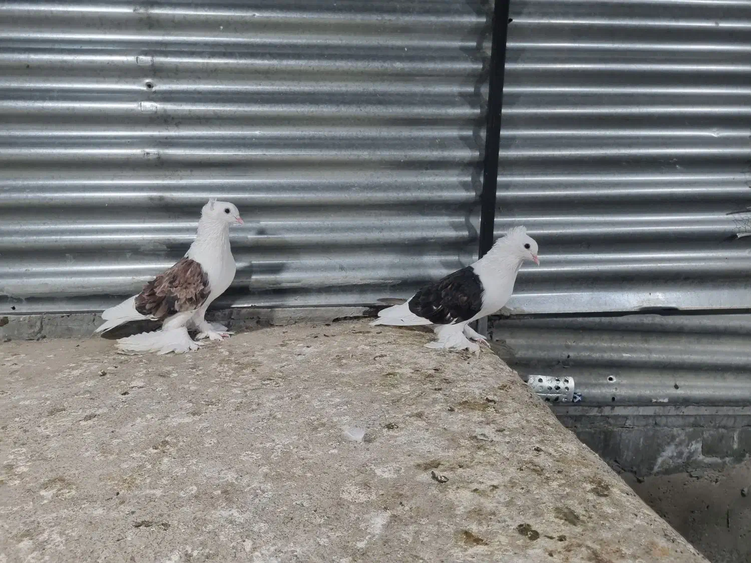 کبوتر تزئینی|پرنده|شاهرود, |دیوار